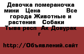 Девочка помераночка мини › Цена ­ 50 000 - Все города Животные и растения » Собаки   . Тыва респ.,Ак-Довурак г.